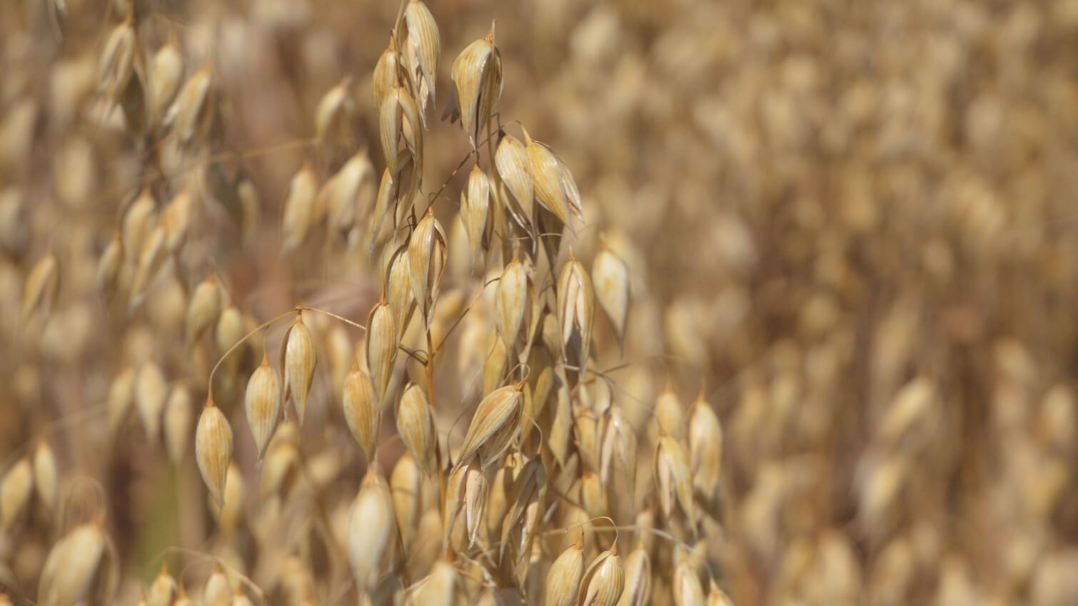 Champ d'avoine coopÃ©rative COCEBI en Bourgogne - lait vÃ©gÃ©tal bio avoine